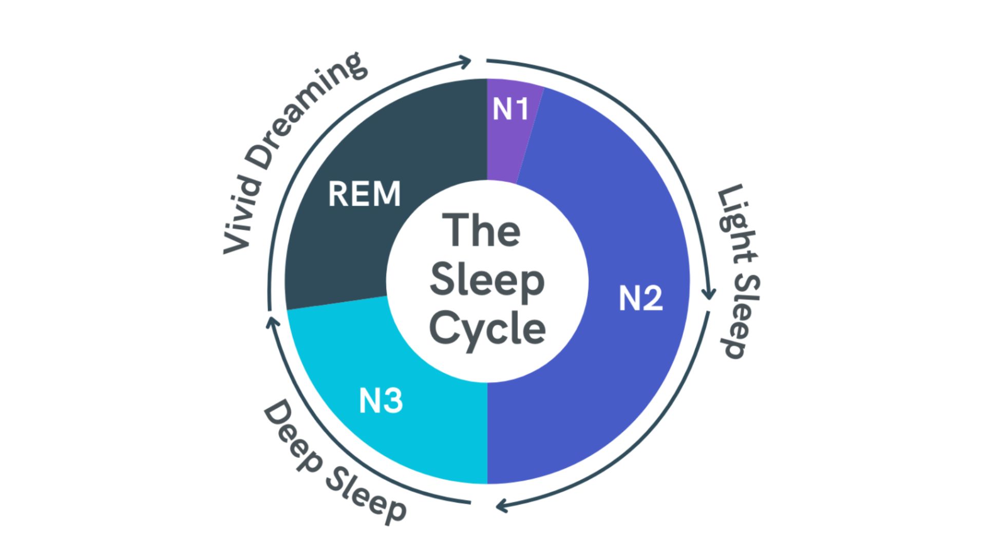 Sleep cycle diagram showing N1 N2 N3 and REM stages